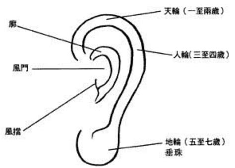 耳朵看面相|面相入门